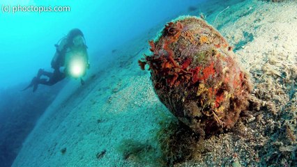 Les grandes nacres de Méditerranée à l'agonie