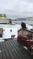 Petite troupe d'animaux devant chez elle