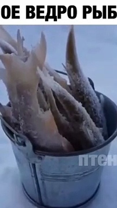Целое ведро рыбы)
