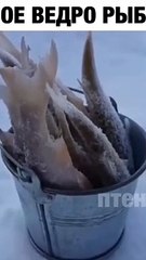Целое ведро рыбы)