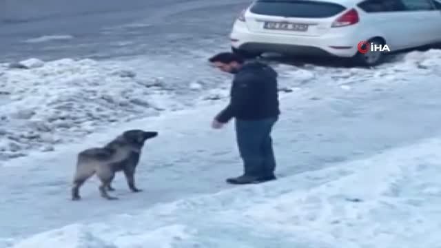 Bingöl'de Örnek Davranış, Sokak Köpeğini Eliyle Besledi