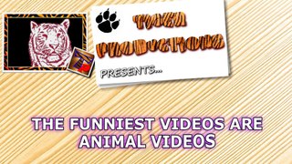 Animal videos are the funniest videos - Funny animal compilation