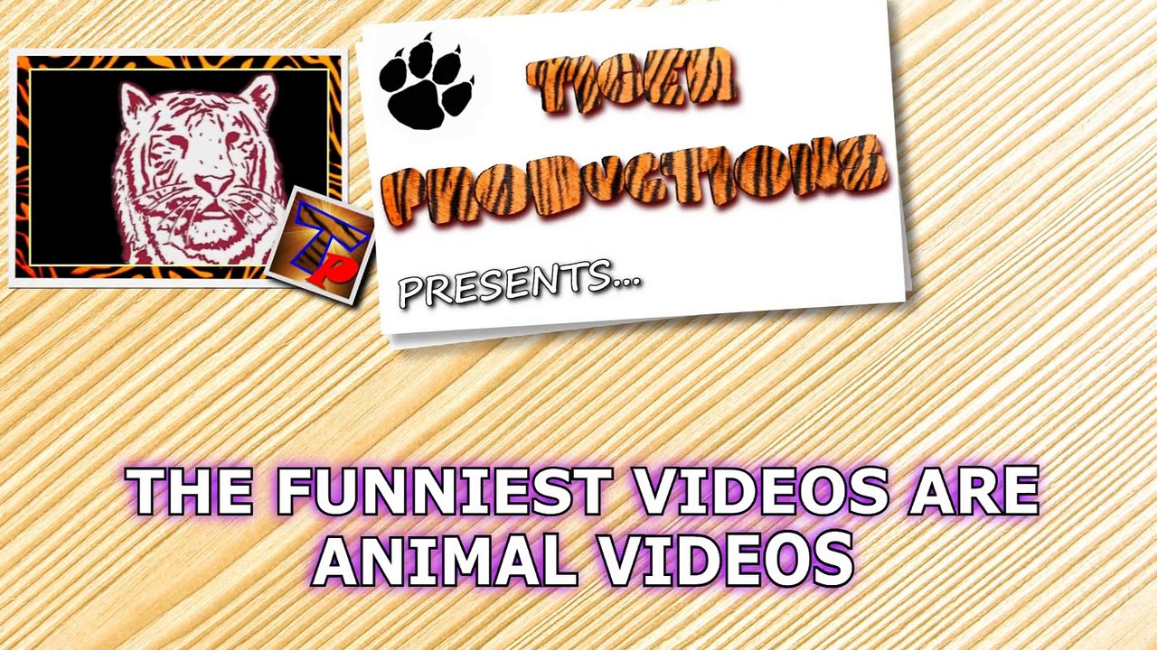 Animal videos are the funniest videos - Funny animal compilation