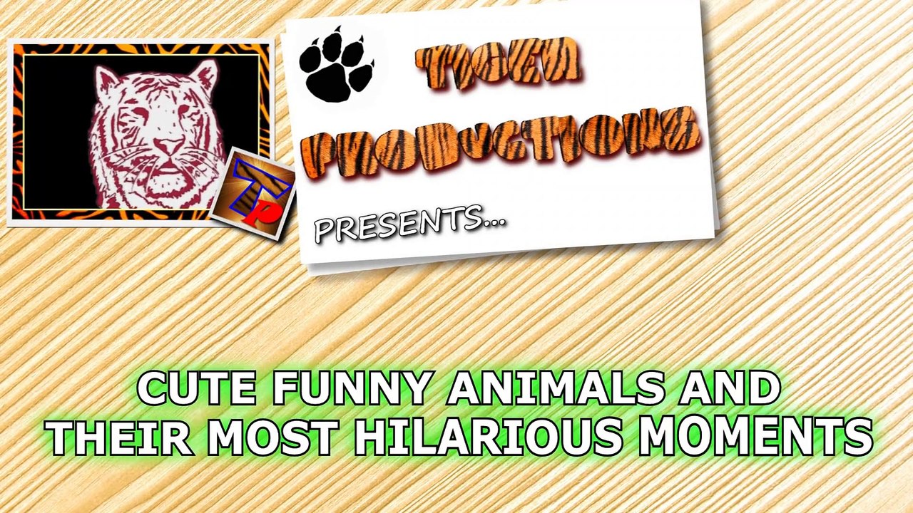 Animals always surprise us with their funny behaviour - Funny animal compilation