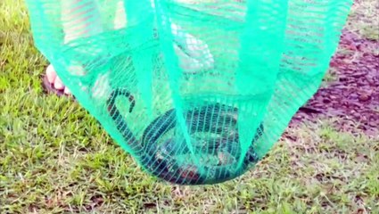 Cobra Coral é capturada em residência no Parque Verde