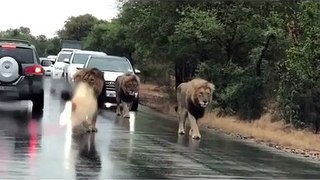 Male lions hold up traffic patrolling their territory