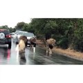 Male lions hold up traffic patrolling their territory