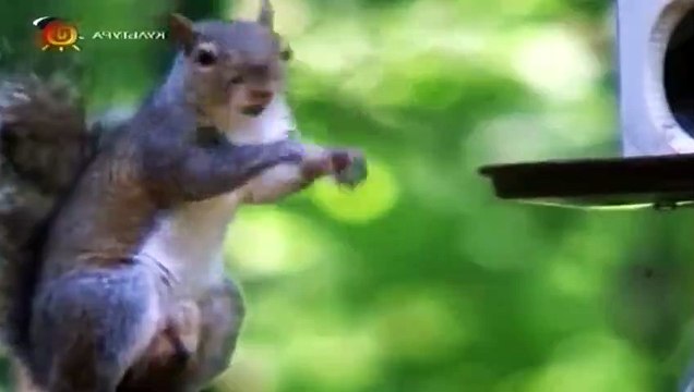 Наедине с природой 1 сезон 16 серия