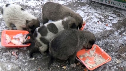 Donma tehlikesi geçiren köpek yavrularına sahip çıktılar - MUŞ