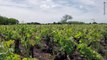 Vignobles, vins - Soussans (33) - Renon SCEA