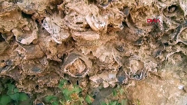 Doğa Yürüyüşünde, 98 Milyon Yıllık Deniz Canlısı Fosil Yatağı Buldu