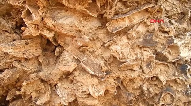 Doğa Yürüyüşünde, 98 Milyon Yıllık Deniz Canlısı Fosil Yatağı Buldu