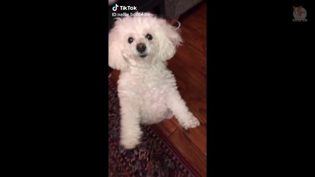 TikTok Pets- Funny and Cute Pets Compilation #1