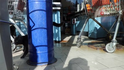 25 gündür markette kilitli kalan kediyi itfaiye ekipleri kurtardı