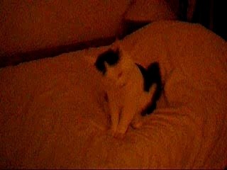 Plume ma ptite chatte adore