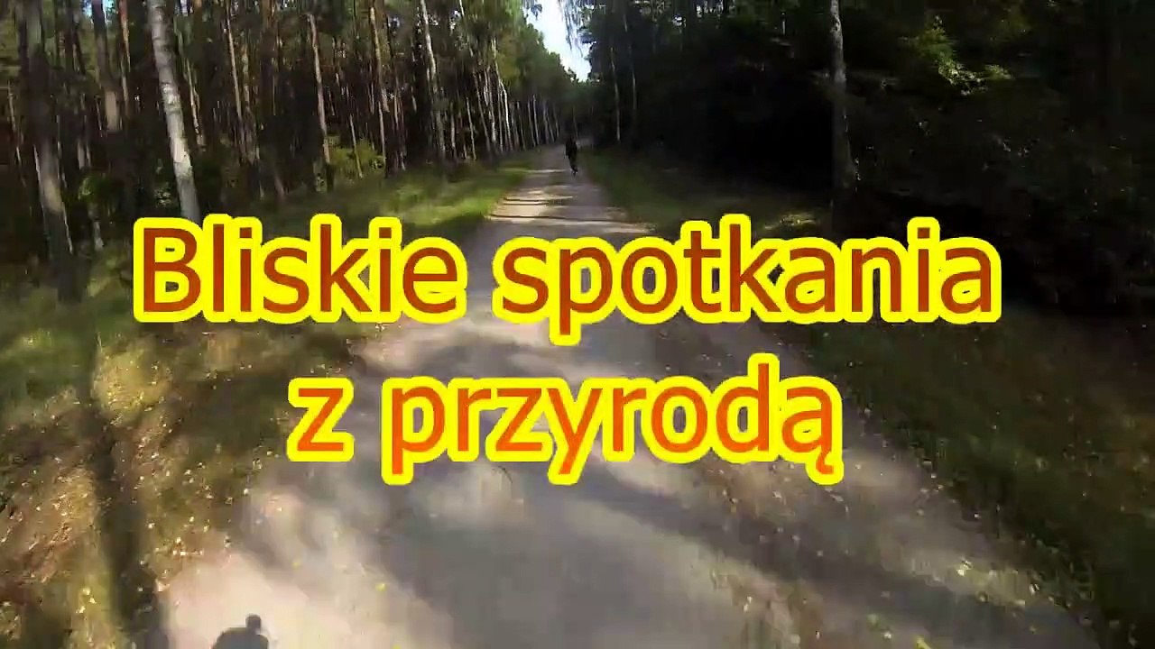 L'énorme frayeur d'un cycliste qui traverse une forêt !