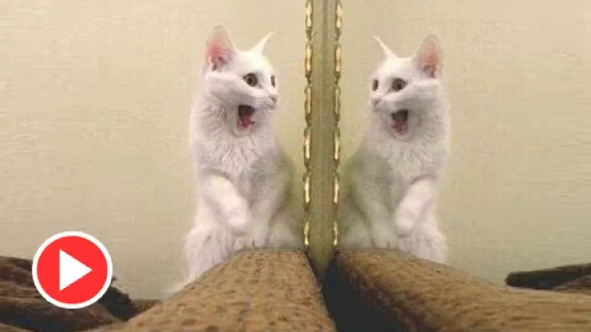 ⁣Animals in Mirrors Hilarious Reactions - Animals videos 2019