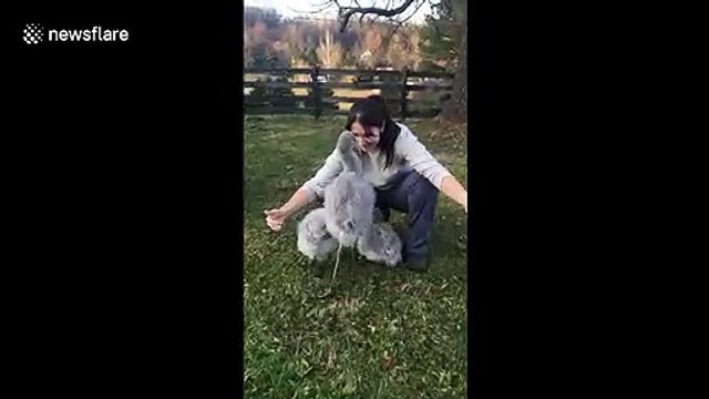 Trio of baby flamingos run to hug their human 'mama' at Virginia zoo
