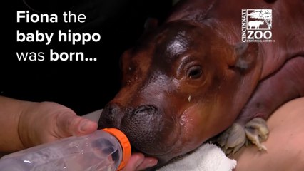 La vie d'un bébé hippopotame en zoo