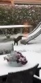 Ce chat profite du tobogan sous la neige tout seul sans les enfants !