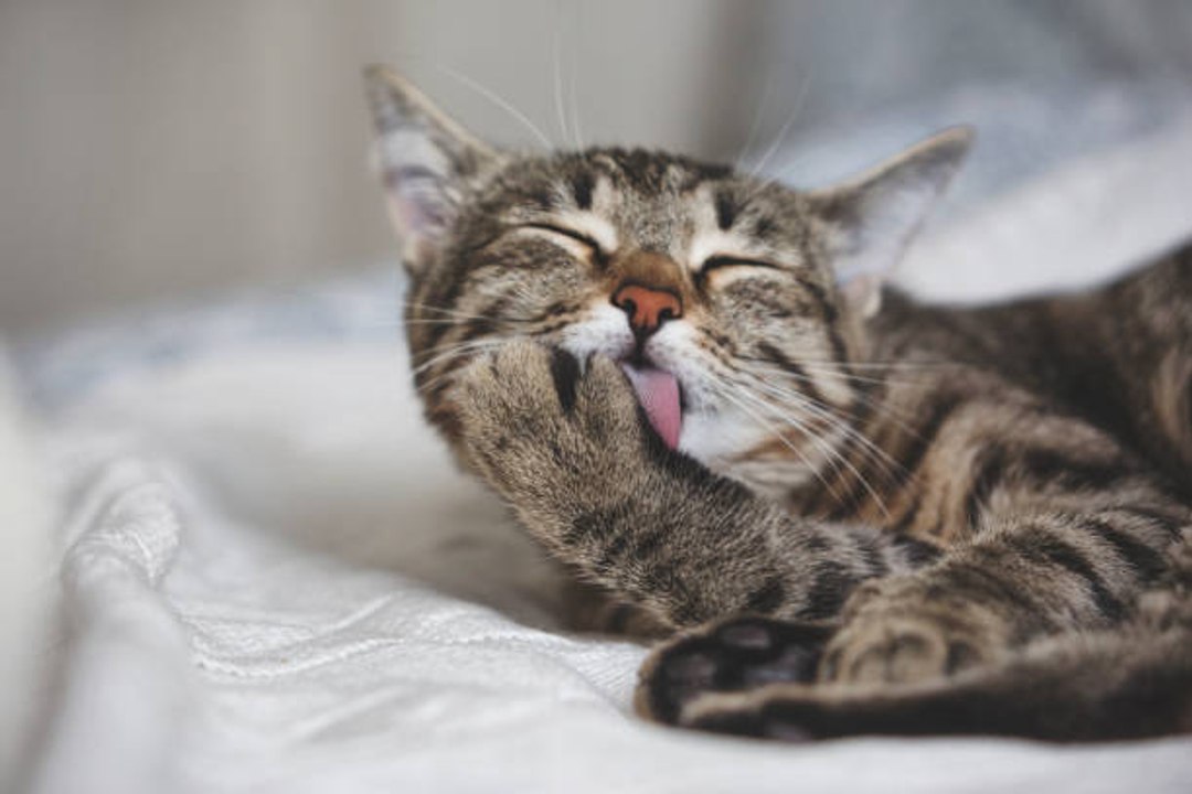 Comment éviter que les boules de poils se forment chez les chats ?