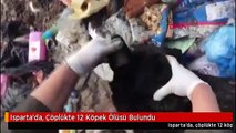 Isparta'da, Çöplükte 12 Köpek Ölüsü Bulundu