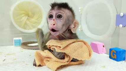 China clona a monos para estudiar desórdenes psicológicos