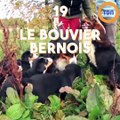 Voici les 20 races de chiens préférées des Français en 2018 !