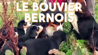 Voici les 20 races de chiens préférées des Français en 2018 !