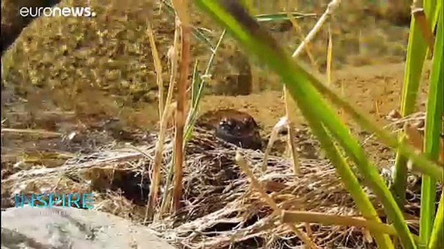 Endangered species find refuge in UAE national parks
