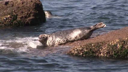 백령도 점박이물범의 '회귀' 확인됐다. / YTN