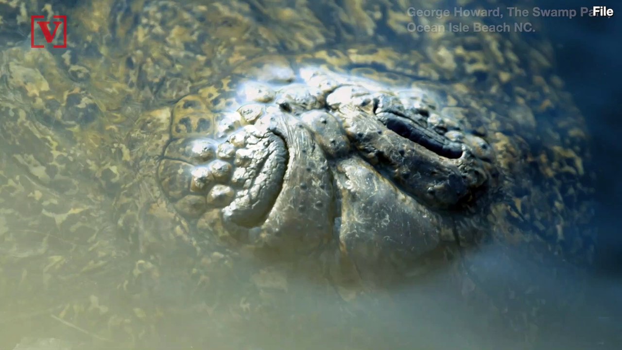 Oh Snap! Are These Gators Frozen?