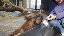Monkey Sees A Magic Trick