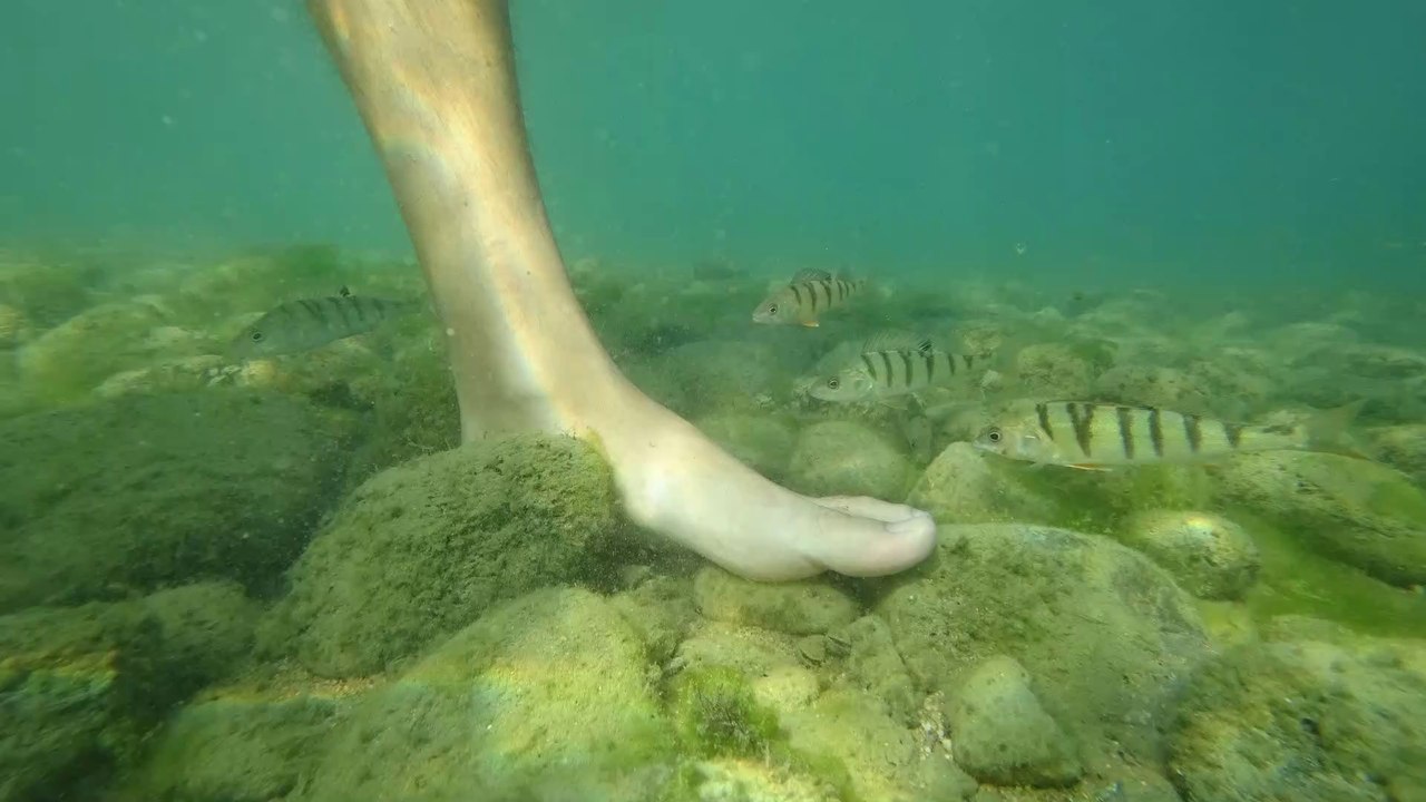 Perches du lac Léman à mes pieds