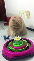 Cat Too Clever for Butterfly Toy