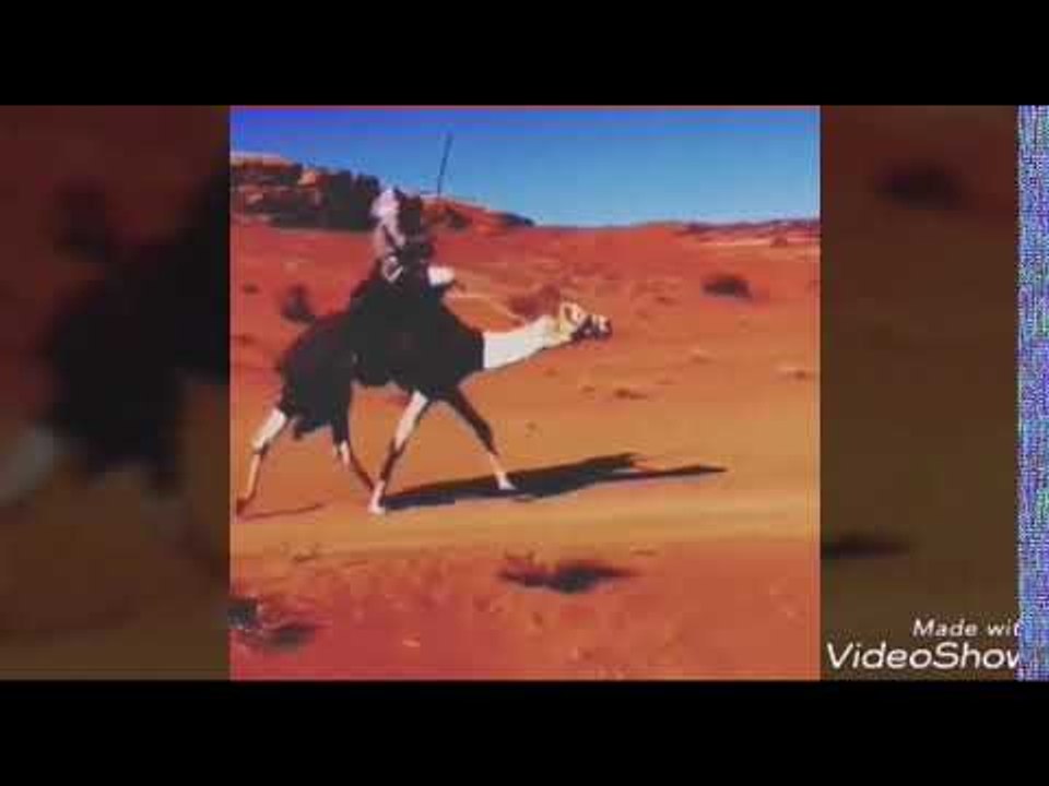 المنشد محمد الزيود - شيلة ابن الشديد || أناشيد و أغاني اردني 2019