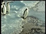 Pingouin-humour