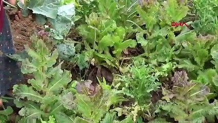 Trabzon Köyde Üretip Şehirde Satıyorlar