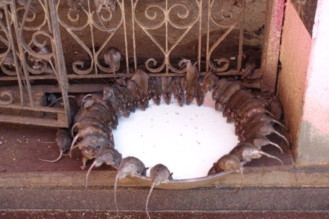 Fareler Tapınağı Turistlerin İlgi Odağı