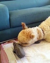 Alpaca Confused by Crocs