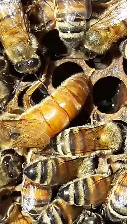 Belfast ana arı-Yumurta atması