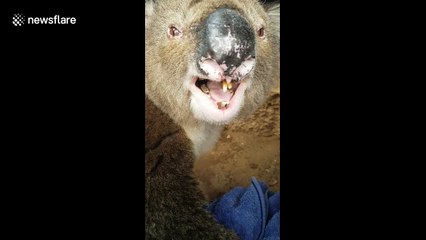 Still think they're cute? Koala "roar" sounds like massive burp