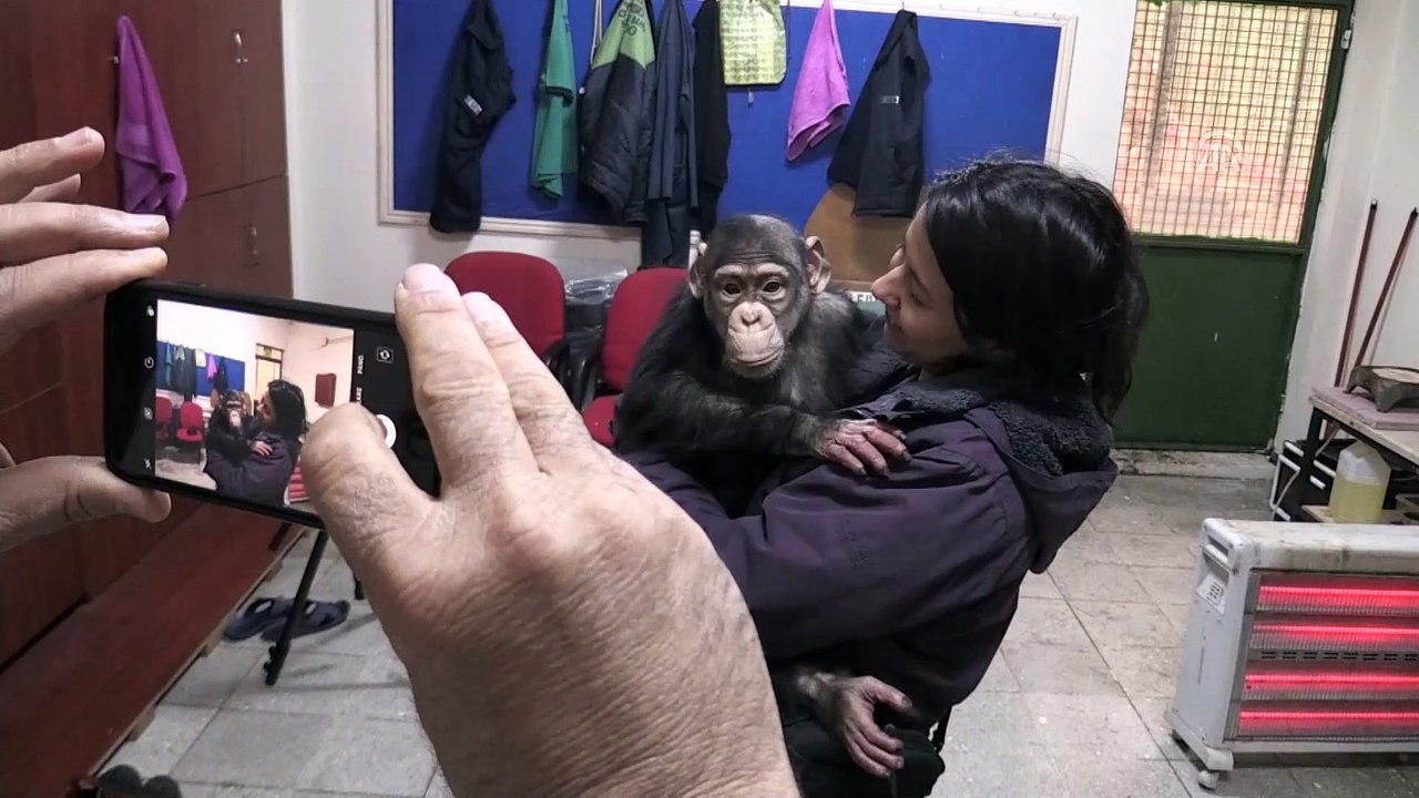 Şempanze Can'a 'özel aile terapisi' - GAZİANTEP