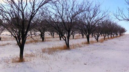 Kayısı bahçeleri beyaza büründü - IĞDIR