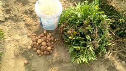 One little farmer dream /agriculture dream...T with me....