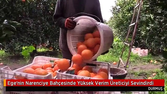 Ege'nin Narenciye Bahçesinde Yüksek Verim Üreticiyi Sevindirdi