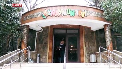 Şempanze "Can" hayvanat bahçesinin maskotu oldu