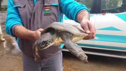 Yaralı Caretta Carettayı Temizlik Personelleri Kurtardı