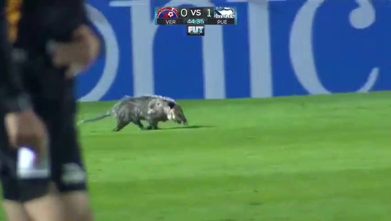 Un joueur de foot bien inhabituel surgit en plein match...