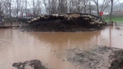 Manisa'da Çiftliği Su Bastı, 20 Küçükbaş Hayvan Telef Oldu